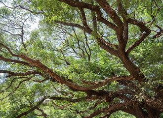 Fototapeta premium Large complex branch of the Rain tree.
