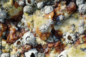 Close Up Shot of Barnacles on a Rock