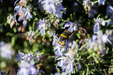 A bumblebee sip from some lilac flowers in a park in Caceres.