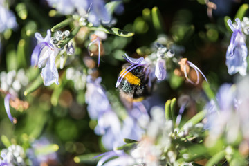 A bumblebee sip from some lilac flowers in a park in Caceres.