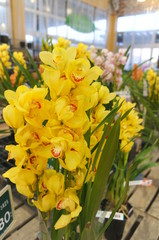 Cymbidium flower shop
