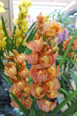 Cymbidium flower shop
