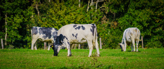 Cows on a green field