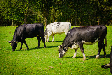 Group of cows in grassland panorama