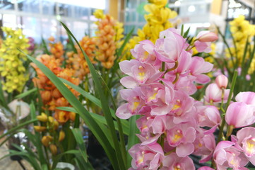 Cymbidium flower shop