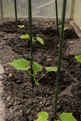 cucumbers in the greenhouse.
