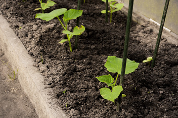 cucumbers in the greenhouse.
