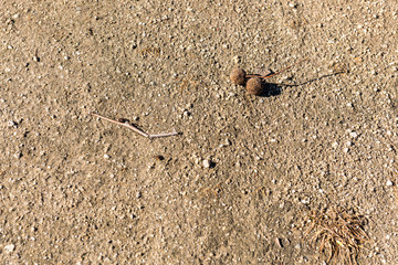 Ball-shaped seeds of a London planetree on the ground of a park
