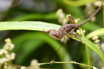 chameleon on green leaves