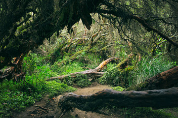 stream in forest. bosque de papel.