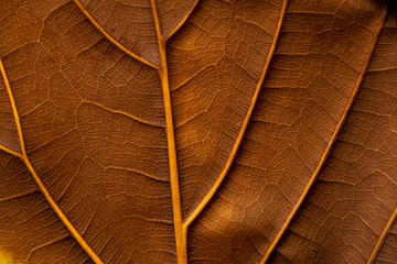 texture - reverse dry leaf of ficus lyrata in color with its ribs - 248002957