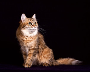 Fluffy siberian cat sitting on  black background
