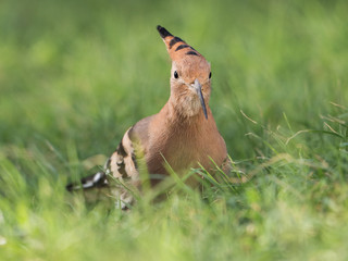 Wiedehopf  © pictures4nature