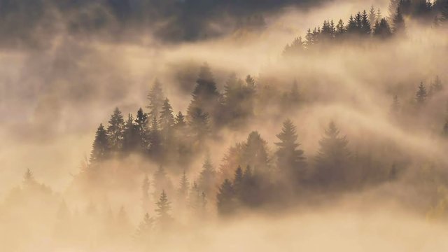 Magic forest with misty clouds Time lapse