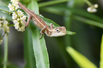 chameleon on green leaves