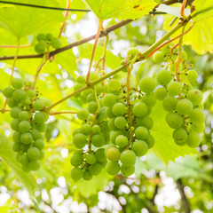 Green grapes on summer vine