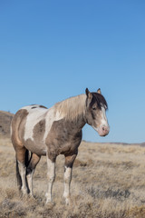 Obraz premium Majestic Wild Horse in the Utah Desert in Winter