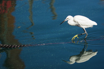  the bird goes on tight