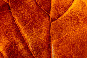texture - dry leaf of ficus lyrata in color with its ribs