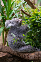 Koala on a branch of eucalyptus tree