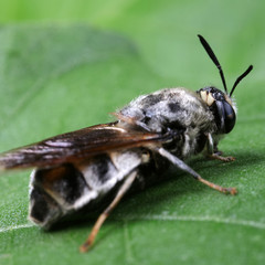 Diptera insects in nature