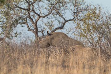 White Rhinoceros in the Kruger national park, South Africa