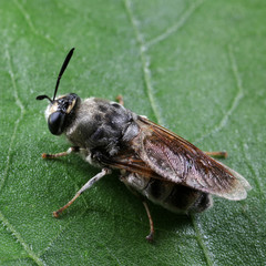 Diptera insects in nature