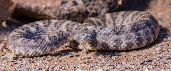 Speckled rattlesnake with tongue