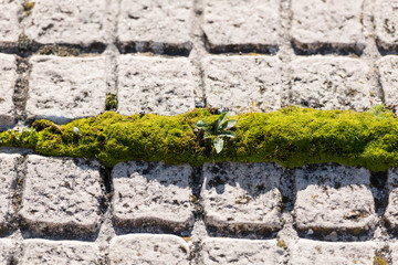 Green moss growing in the space between two floor tiles in Caceres, Extremadura, Spain.