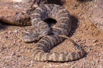 Speckled rattlesnake with tongue