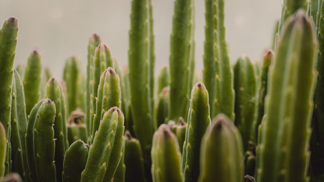 Close up shot in a tropic garden