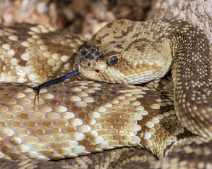 Arizona black-tailed rattlesnake with tongue
