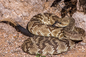 Arizona Black-tailed rattlesnake with tongue