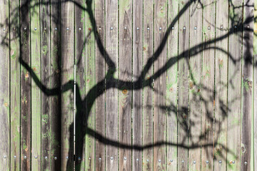 The shadow of the branches of a tree projected on an old green wooden fence