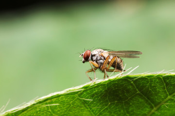 Fly insects in the natural environment