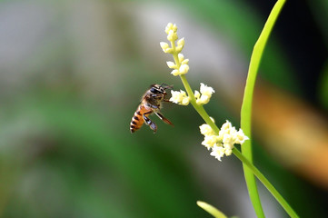 honey bees suck flower essence