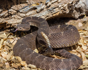 Arizona black rattlesnake with tongue