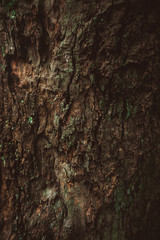 Fototapeta premium texture of the bark