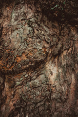 texture of the bark
