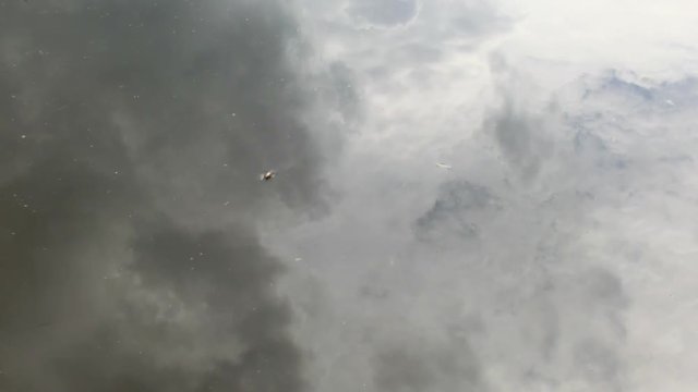 Maik&auml;fer treibt auf stiller Wasseroberfl&auml;che