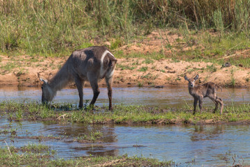Waterbucks crossing the river, South Africa