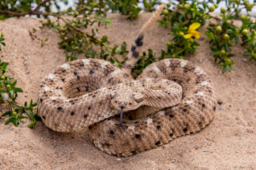 Sidewinder rattlesnake with tongue
