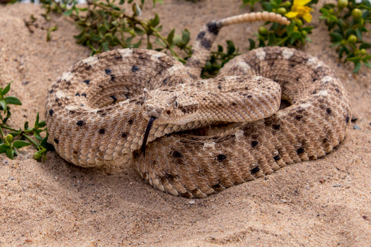 Sidewinder Rattlesnake With Tongue