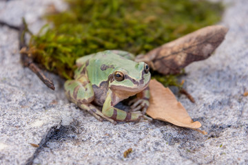 Arizona tree frog
