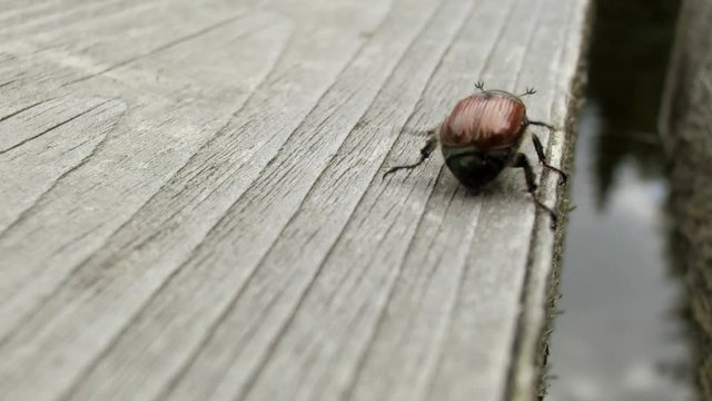 Maik&auml;fer krabbelt aif Holz