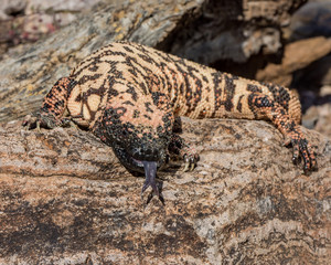 gila monster