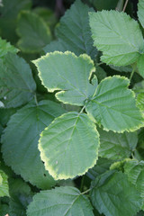 Hazelnut leaves on branch with disease. Hazelnut tree with illness