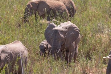 Elephants at the river, South Africa