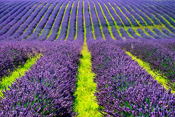 campi di lavanda in provenza
