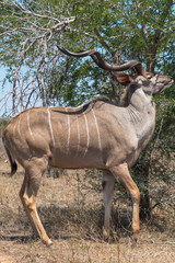 Greater Kudu in the Kruger national park, South Africa